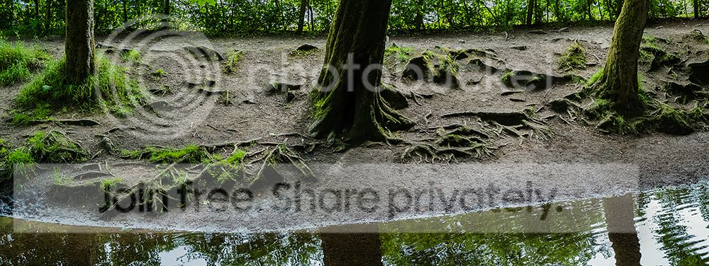 treerootpan%20web.jpg~original