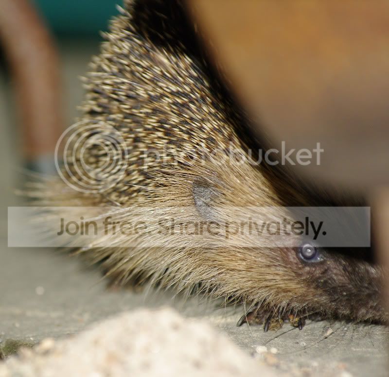 Hedgehog.jpg