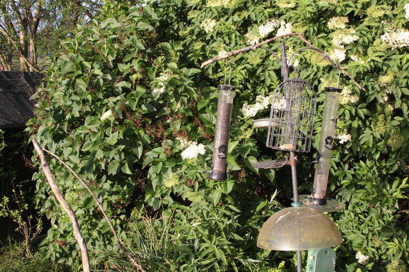 Feeder.jpg
