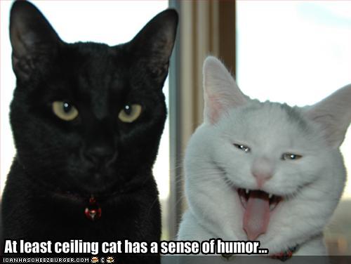 funny-pictures-ceiling-cat-has-a-sense-of-humour.jpg