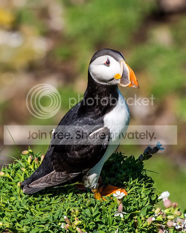 cutepuffin.jpg