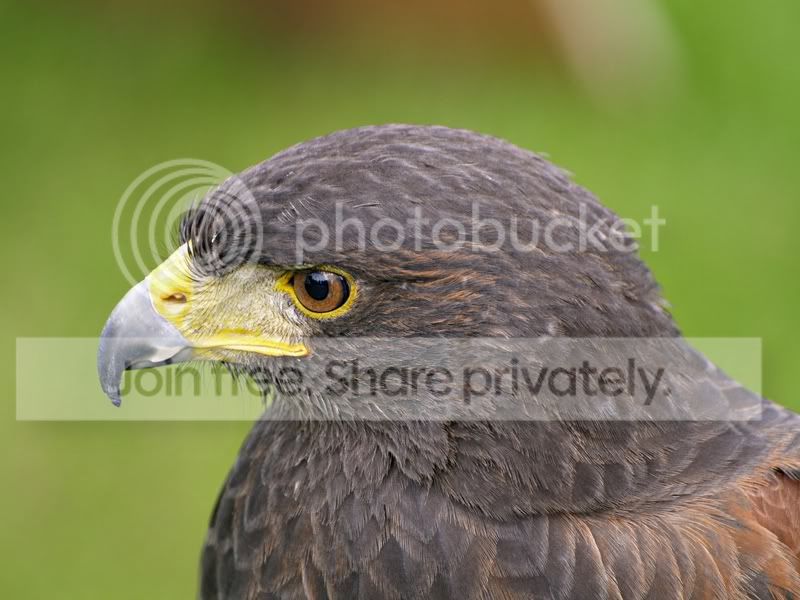 HarrisHawk.jpg