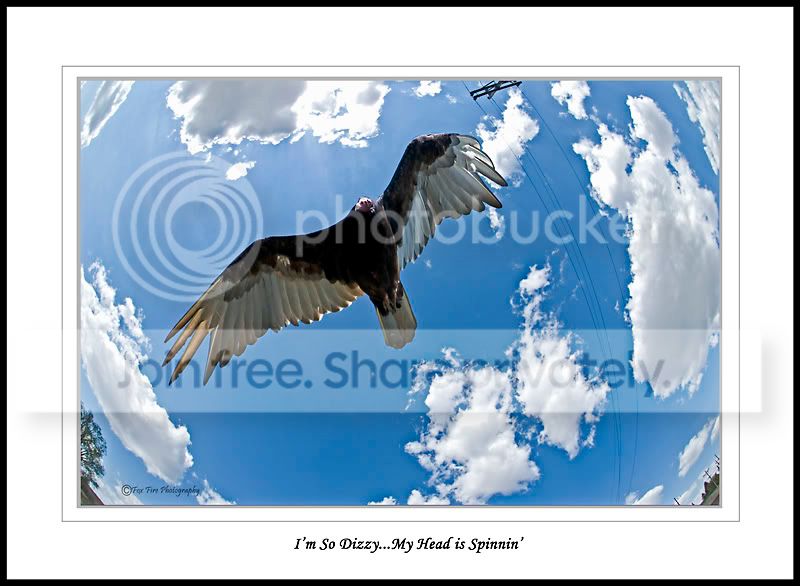 DizzyBird.jpg