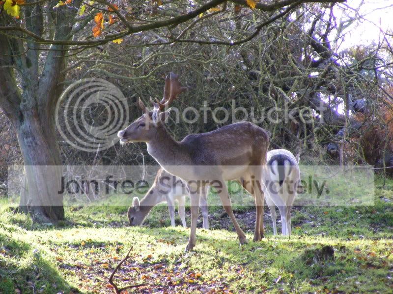 2008_1107deer_Nov0139.jpg