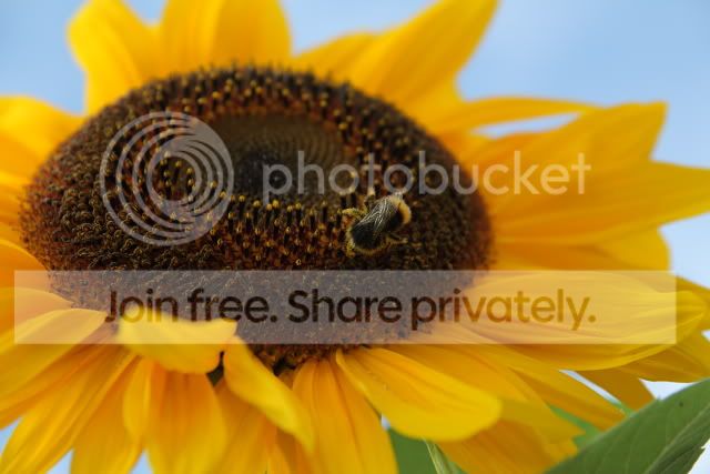 sunflower640x427.jpg