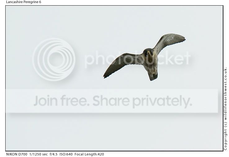 LancashirePeregrine6.jpg