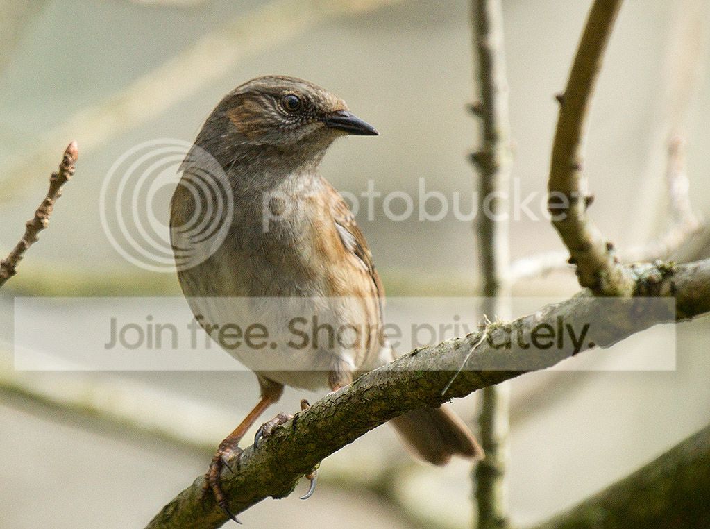 2012_03_30dunnock.jpg