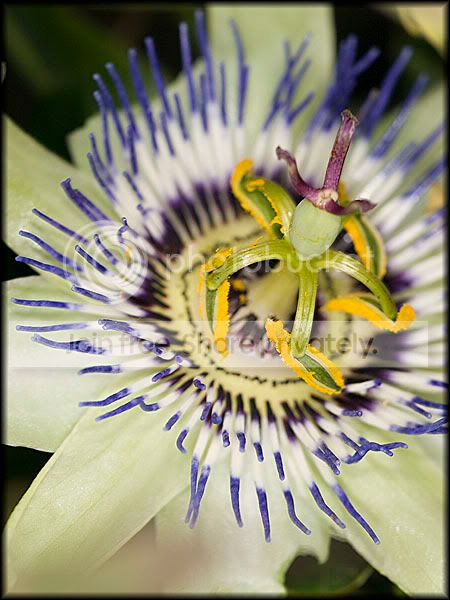 Passionfruitflower2.jpg