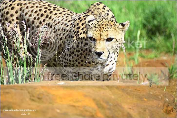 CheetahStalkingagain.jpg
