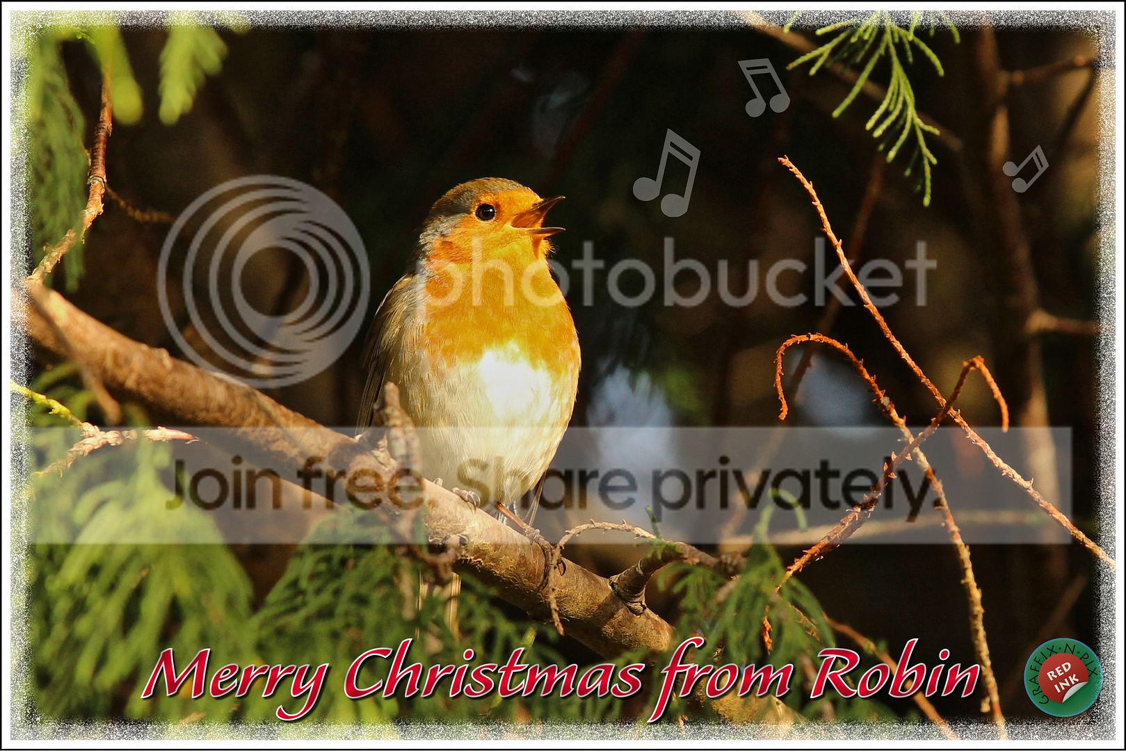 Robinchristmascard.jpg