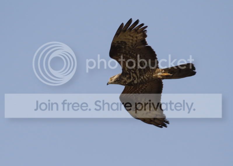 honeybuzzard.jpg