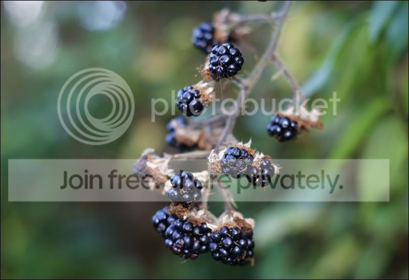 blackberries.jpg