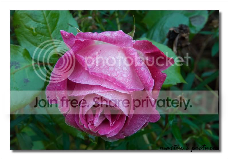 Rose17-55Framed.jpg