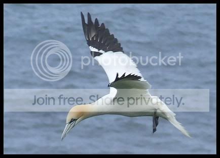 gannet2.jpg