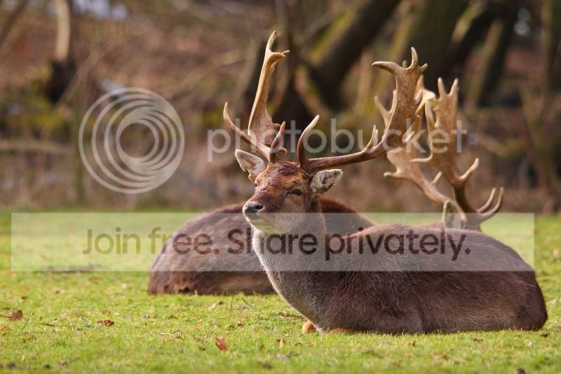 deer11_zps7a81c99d.jpg