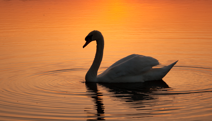 52_swan_cropped2-1.jpg