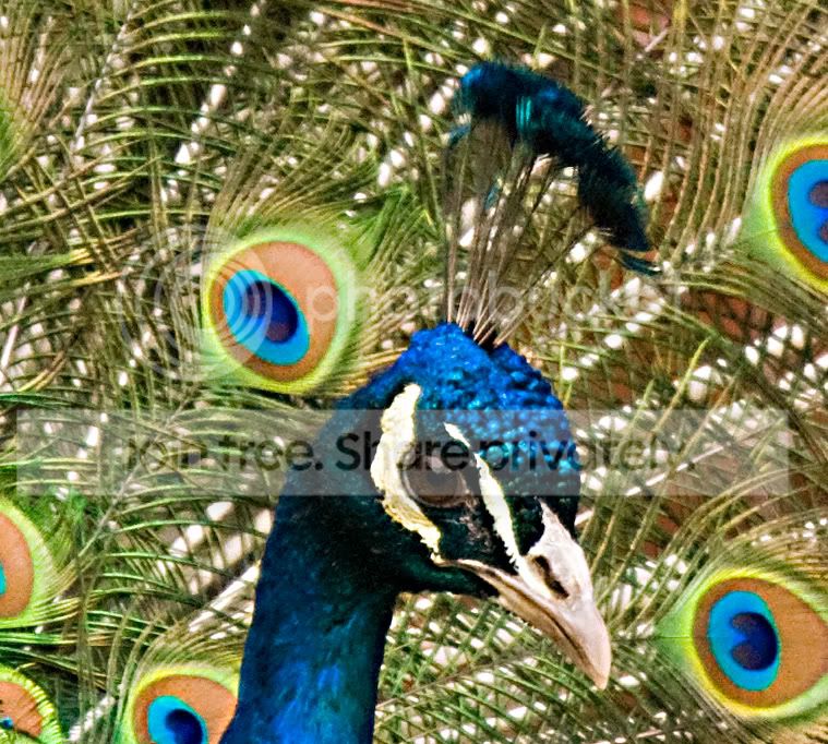 peacock100percent.jpg