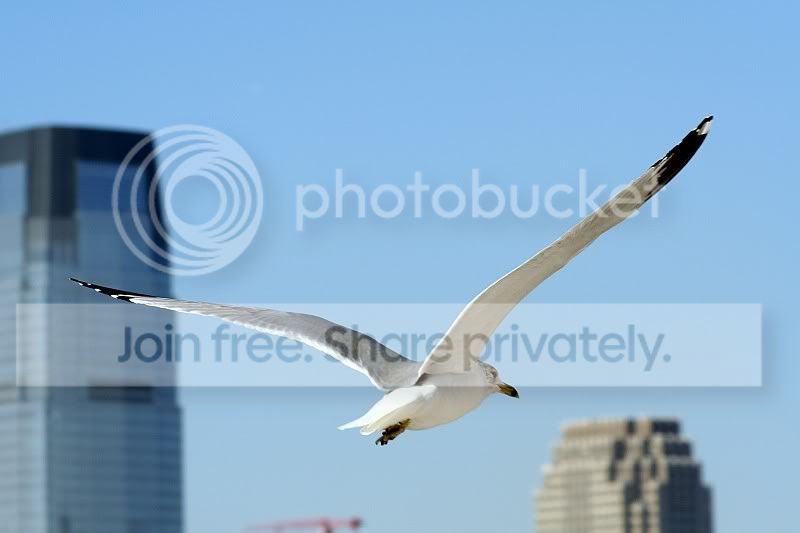 LibertyIslandSeagull1.jpg