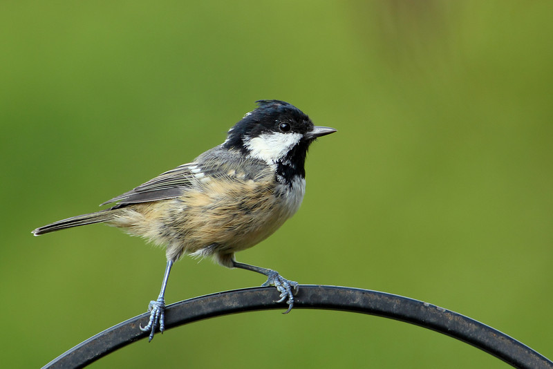 Coal-Tit-L.jpg