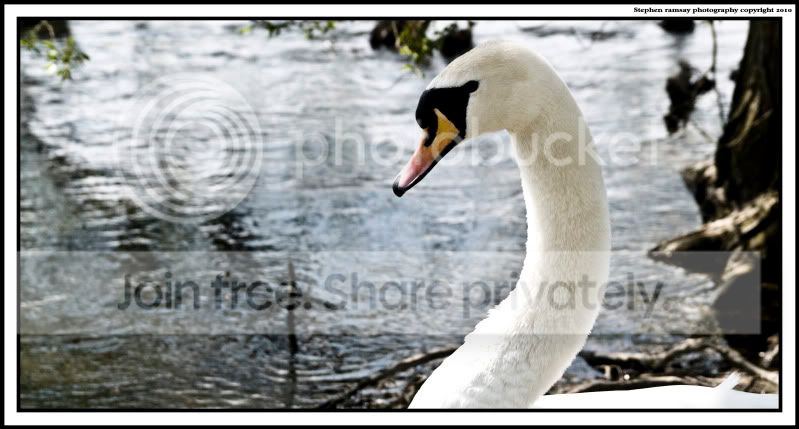 Swan-Week15Single.jpg
