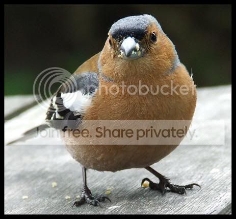chaffinch2.jpg