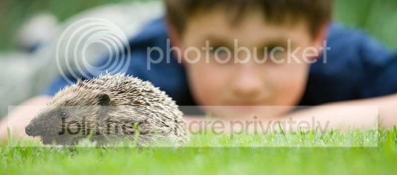 Hedgehog2-5.jpg
