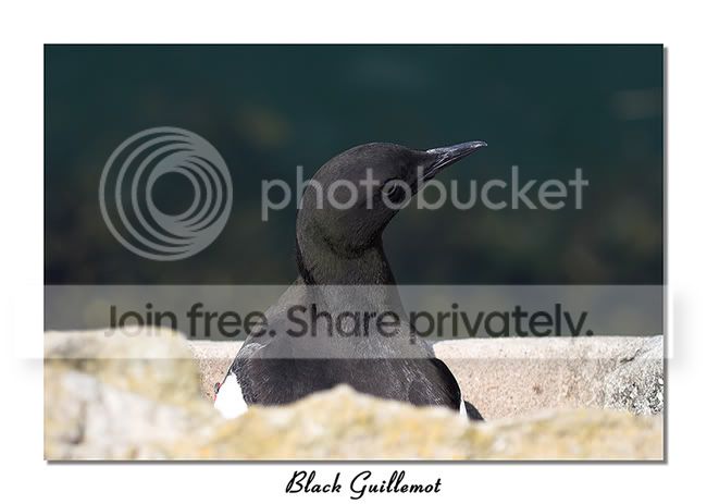BlackGuillemot.jpg