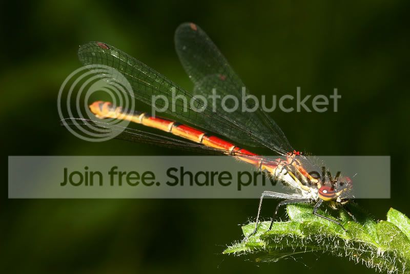 largereddamselfly3.jpg