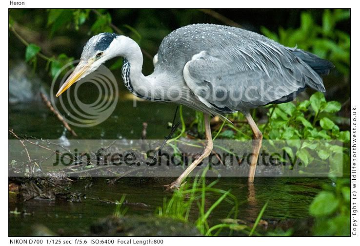 Heron.jpg