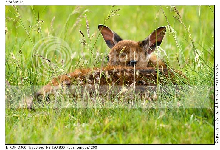 SikaFawn2.jpg