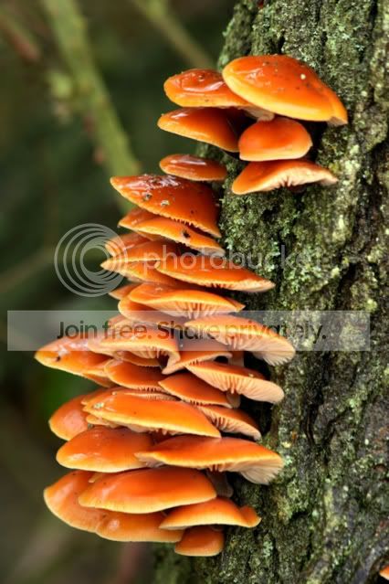 Fungi2-Copy.jpg