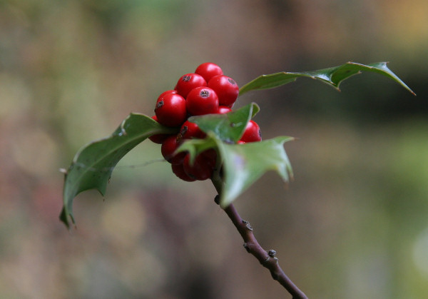 Holly_berries.jpg
