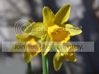 Daffodil01.jpg