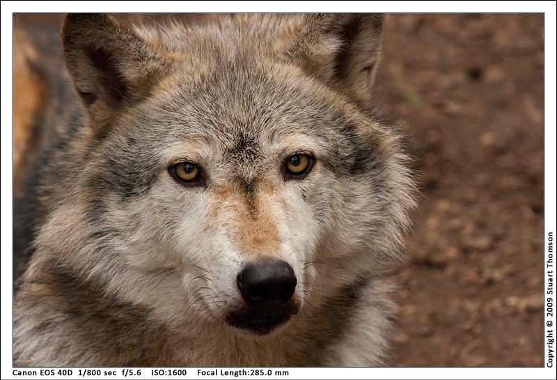 wolf_0315.jpg