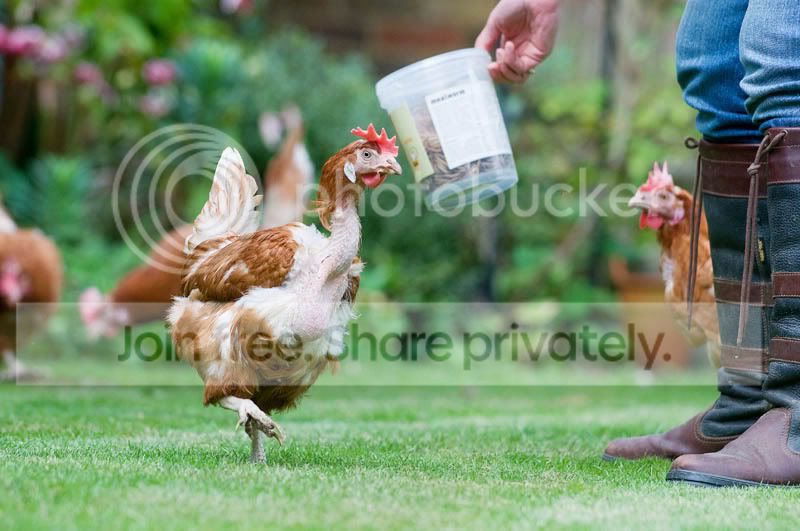 Chickens-3.jpg