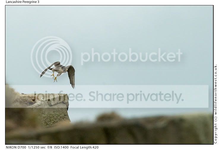 LancashirePeregrine3.jpg