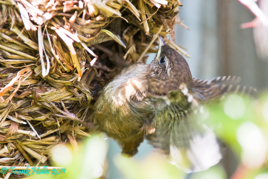 Wren%20Fledge-1.jpg