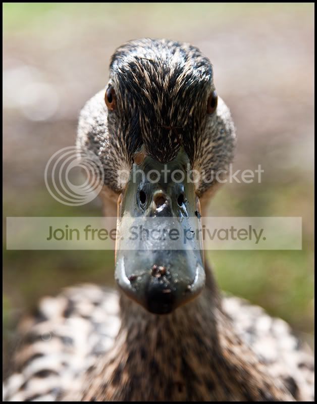closeupduck.jpg