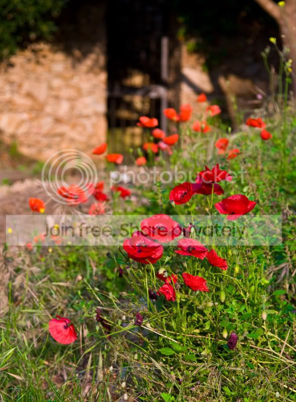 poppygate.jpg