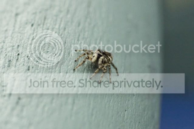 JumpingSpider.jpg
