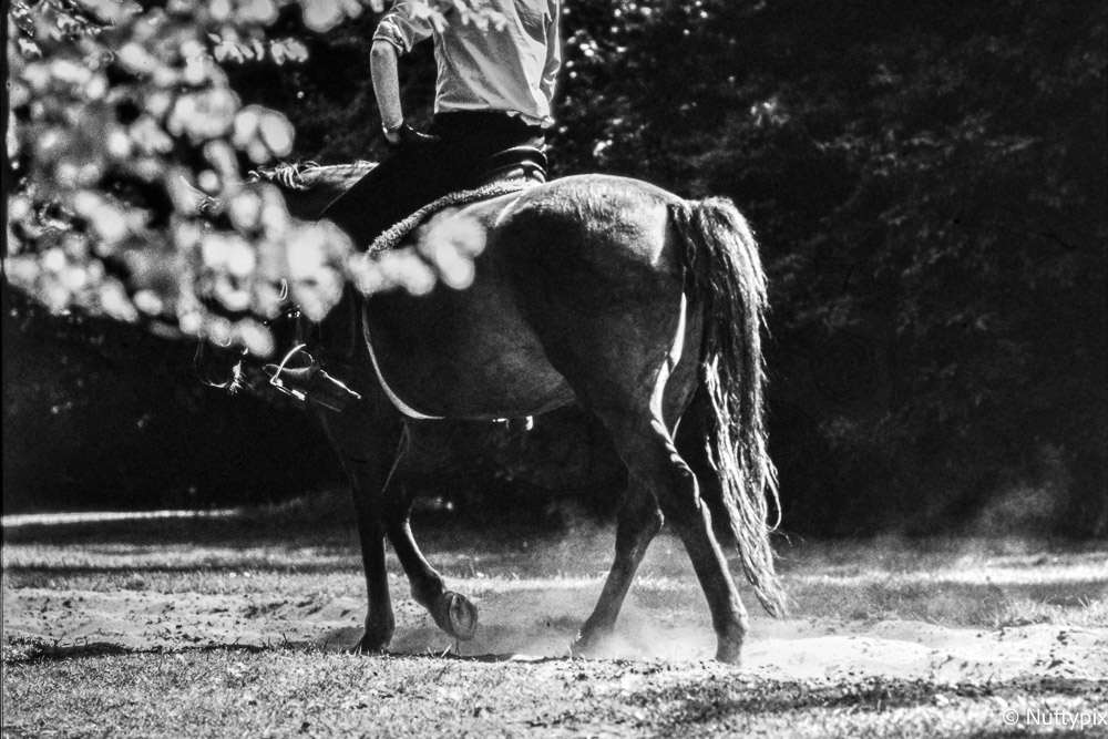 TP_Horse_Film_BW.jpg