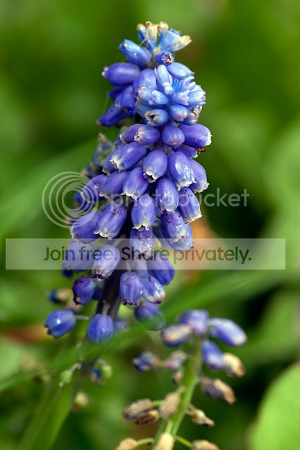 Blueflower380.jpg
