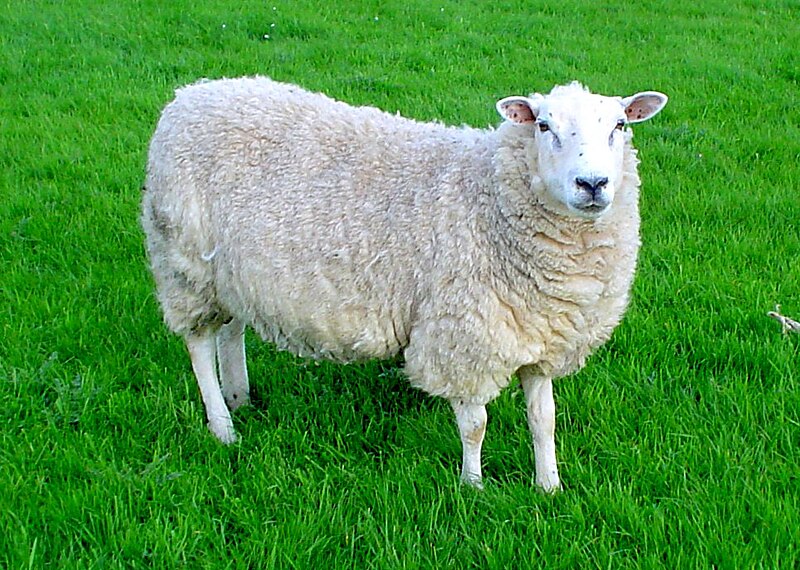 800px-Lleyn_sheep.jpg