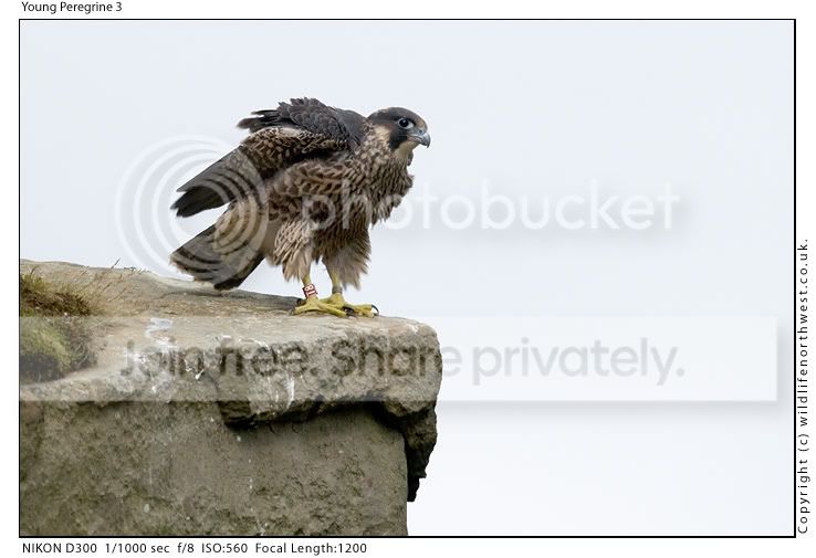 YoungPeregrine3.jpg