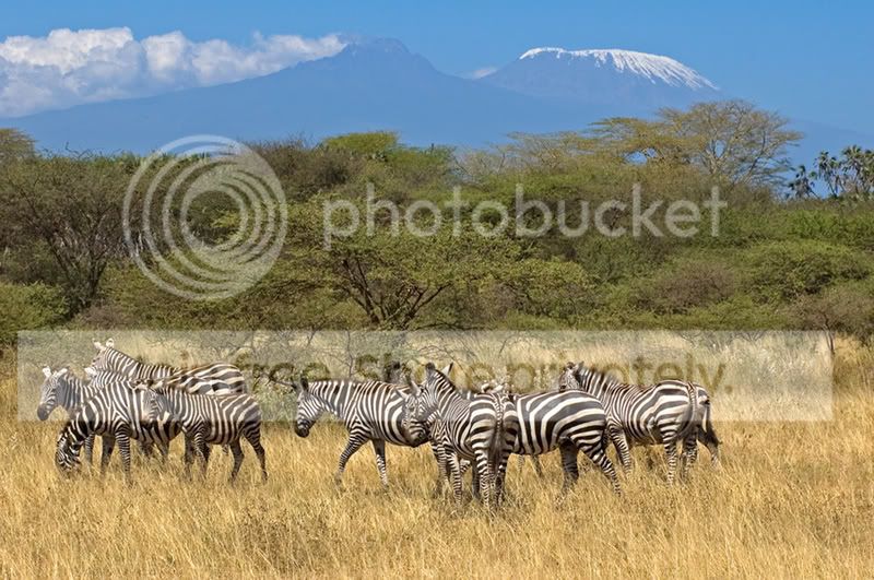 mntkillizebra.jpg