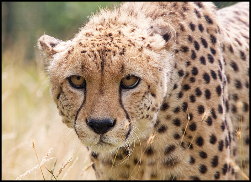 cheetah4.jpg