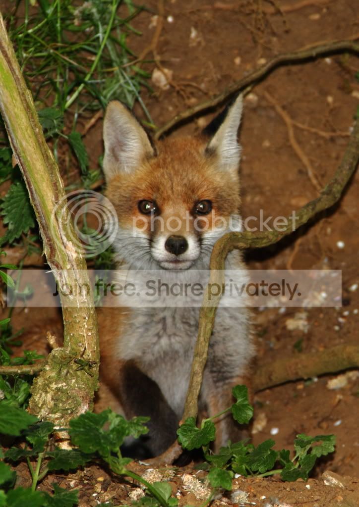 Foxcub1.jpg
