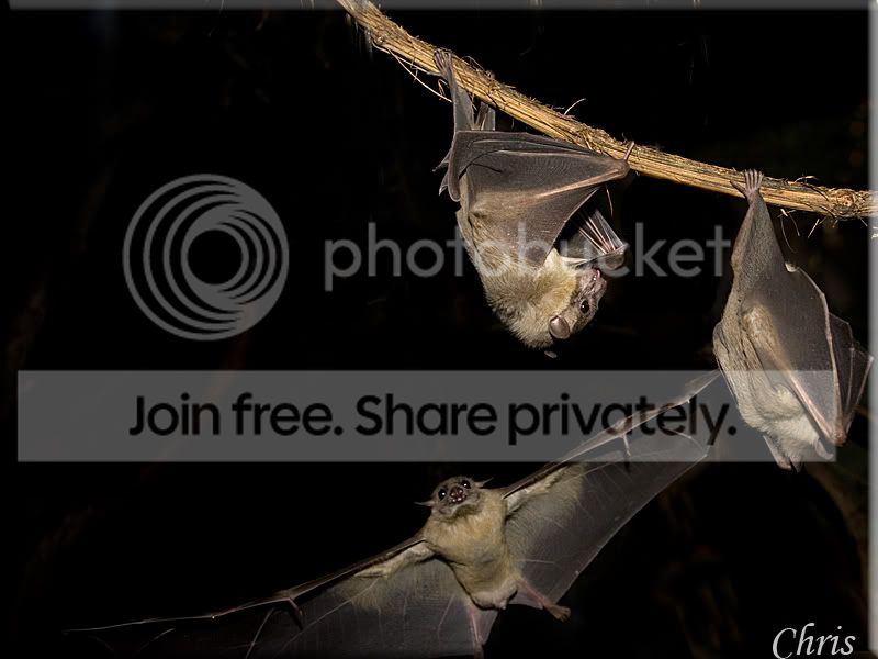 Bats.jpg