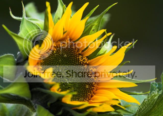 Sunflower.jpg