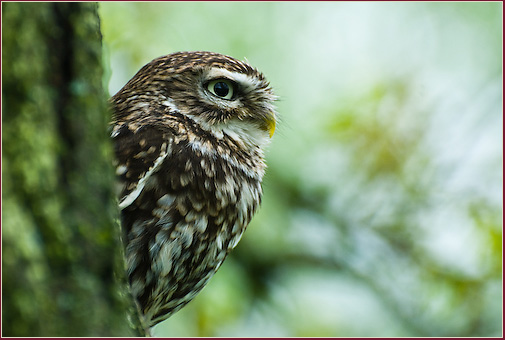 Little_owl_by_HairyToes.jpg